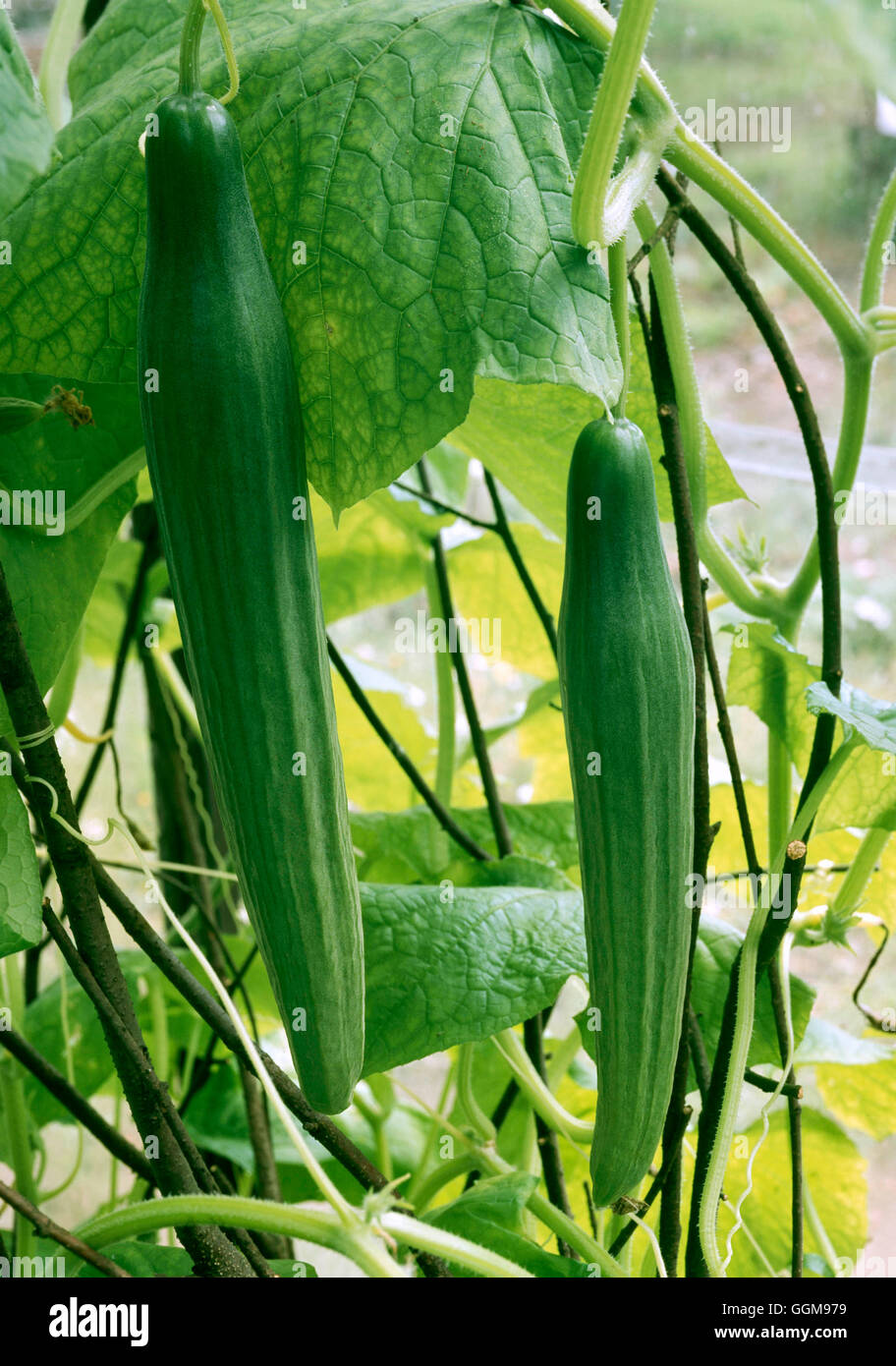 Cucumber Telegraph Improved Frame VEG Stock Photo Alamy